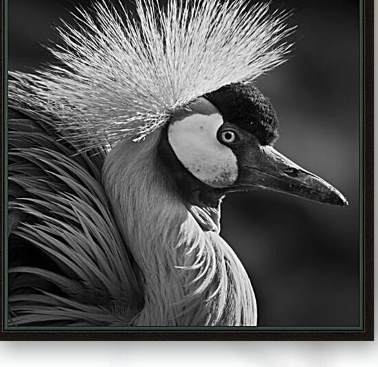 GREY CROWNED CRANE by Mikel Bilbao Photography