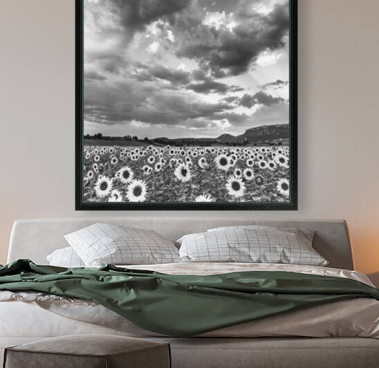 SUNFLOWERS by Mikel Bilbao Photography