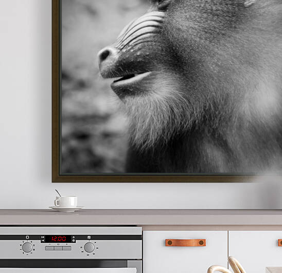 BABOON by Mikel Bilbao Photography