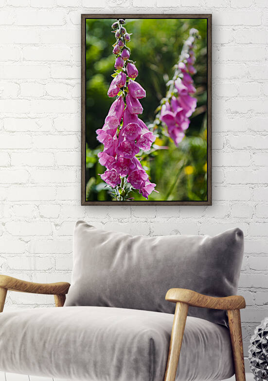 common foxglove flowers 03 by Mikel Bilbao Photography