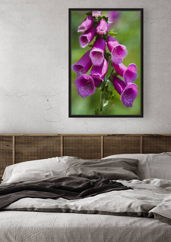 common foxglove flowers 02 by Mikel Bilbao Photography