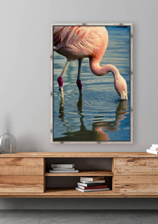 Chilean Flamingo by Mikel Bilbao Photography