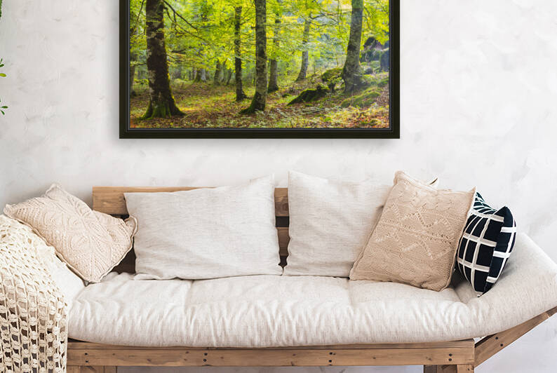 Beechwood. Navarre 01. by Mikel Bilbao Photography