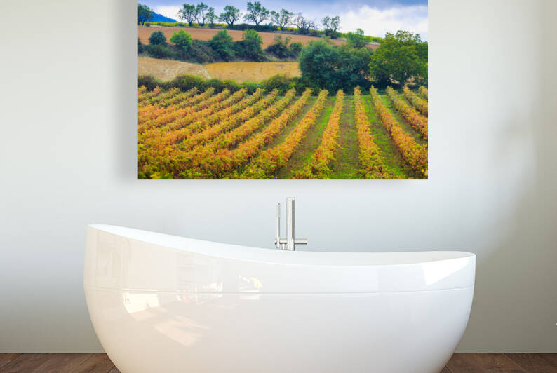 Vineyard in autumn. Ayegui Navarre Spain 01 by Mikel Bilbao Photography