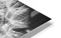 DANDELION HD Metal print