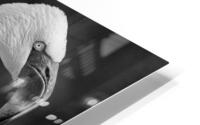 LESSER FLAMINGO HD Metal print