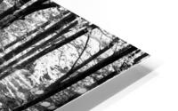BEECHWOOD HD Metal print