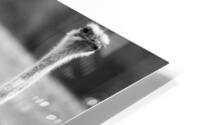 OSTRICH HD Metal print