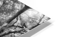 OAK GROVE HD Metal print