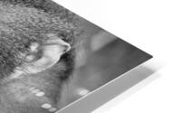 BABOON HD Metal print