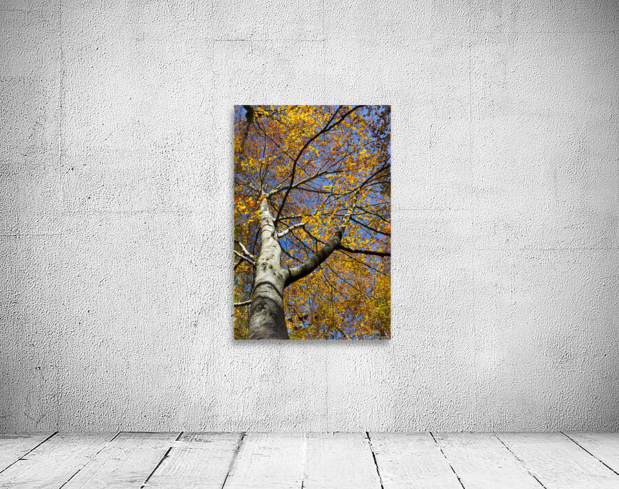beech tree in autumn Wall Preview