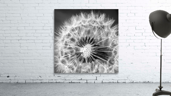 Common dandelion Wall Preview