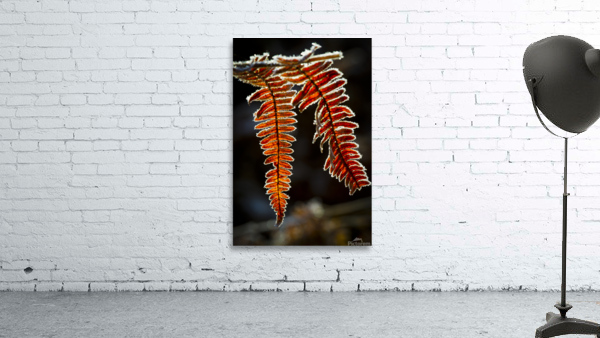 Fern in autumn 01 Wall Preview