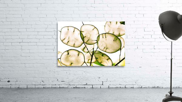 Honesty seeds Wall Preview