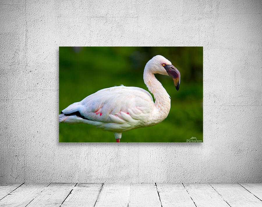 Lesser Flamingo Wall Preview