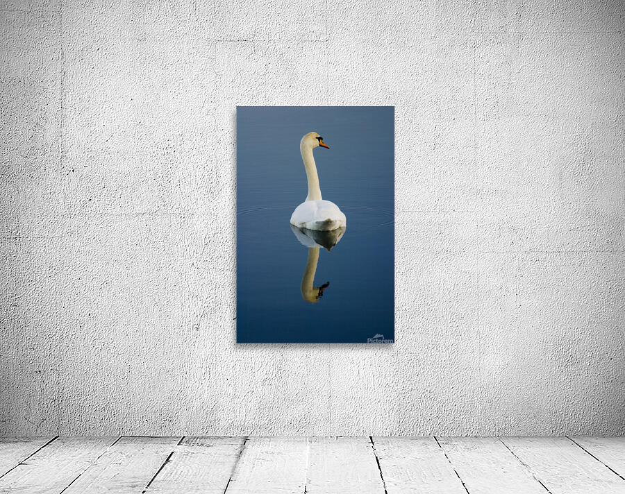 Mute swan Wall Preview