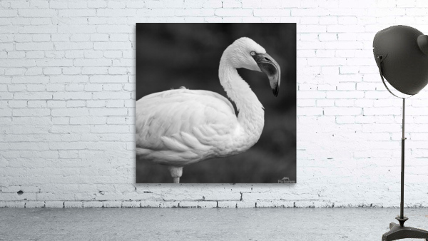 LESSER FLAMINGO Wall Preview
