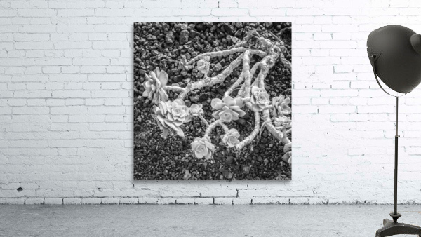 DEAD FLOWER Wall Preview