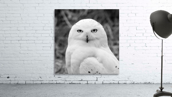 SNOWY OWL Wall Preview