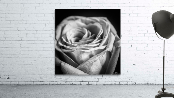 ROSE Wall Preview