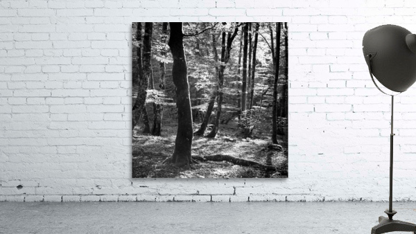 BEECHWOOD Wall Preview