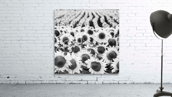 SUNFLOWERS III Wall Preview
