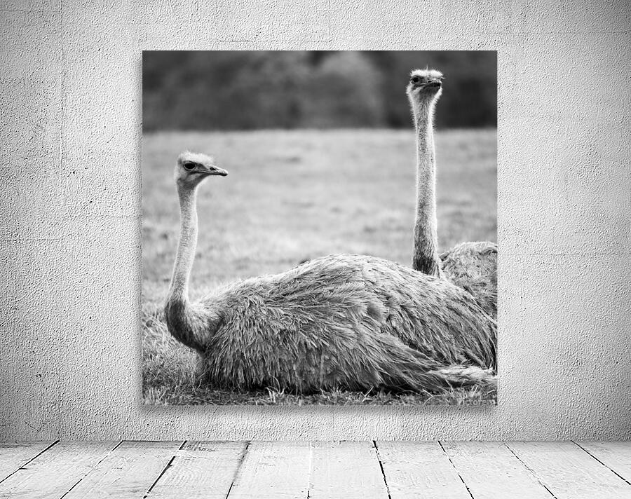 OSTRICH Wall Preview