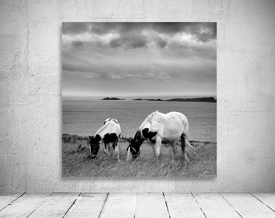 HORSES Wall Preview