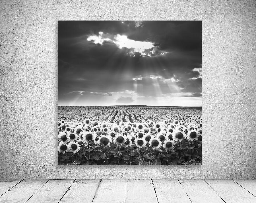 SUNFLOWERS II Wall Preview