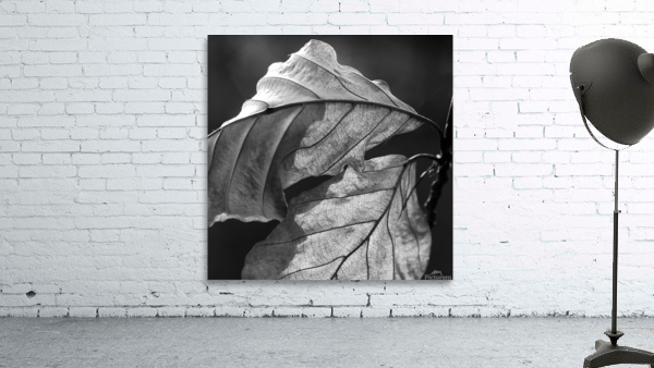 LEAVES Wall Preview