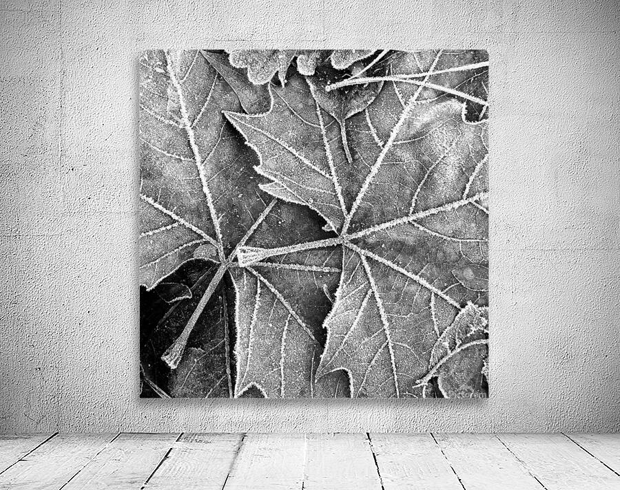 LEAVES Wall Preview