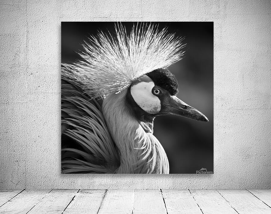 GREY CROWNED CRANE Wall Preview