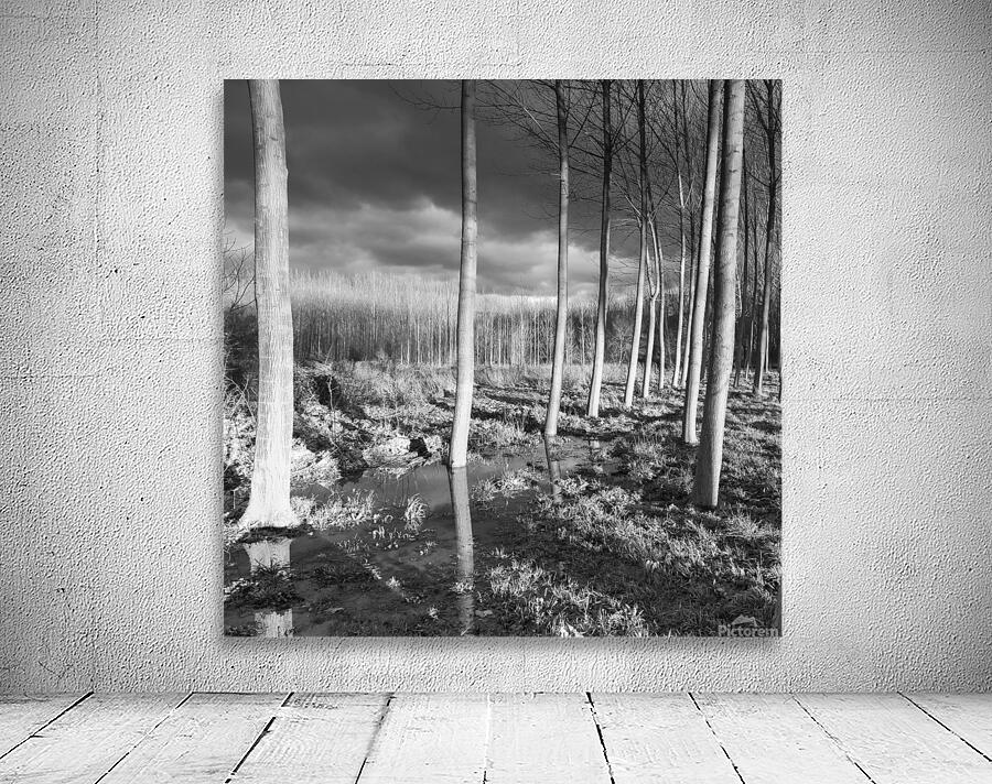 POPLAR GROVE Wall Preview