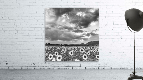 SUNFLOWERS Wall Preview