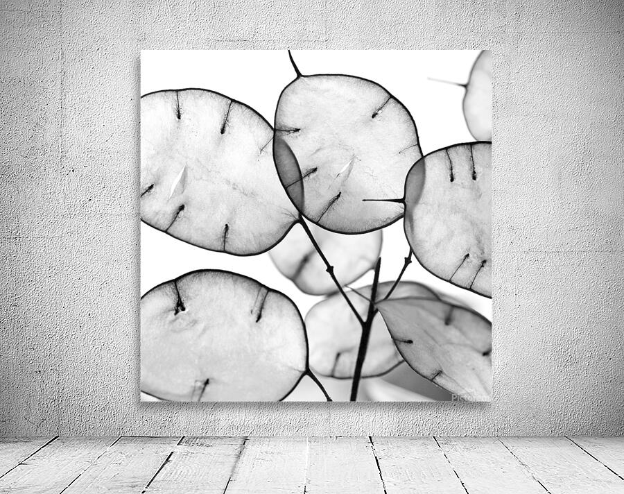 LUNARIA Wall Preview