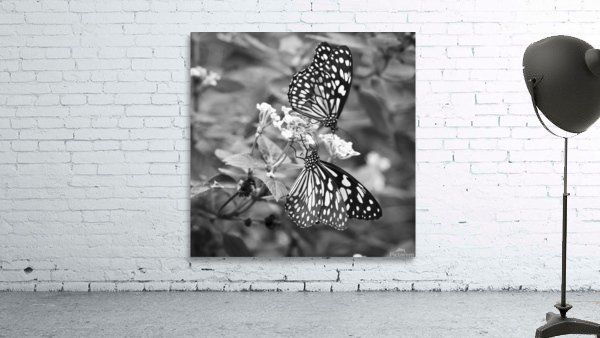 BUTTERFLIES Wall Preview