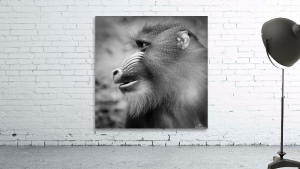 BABOON Wall Preview