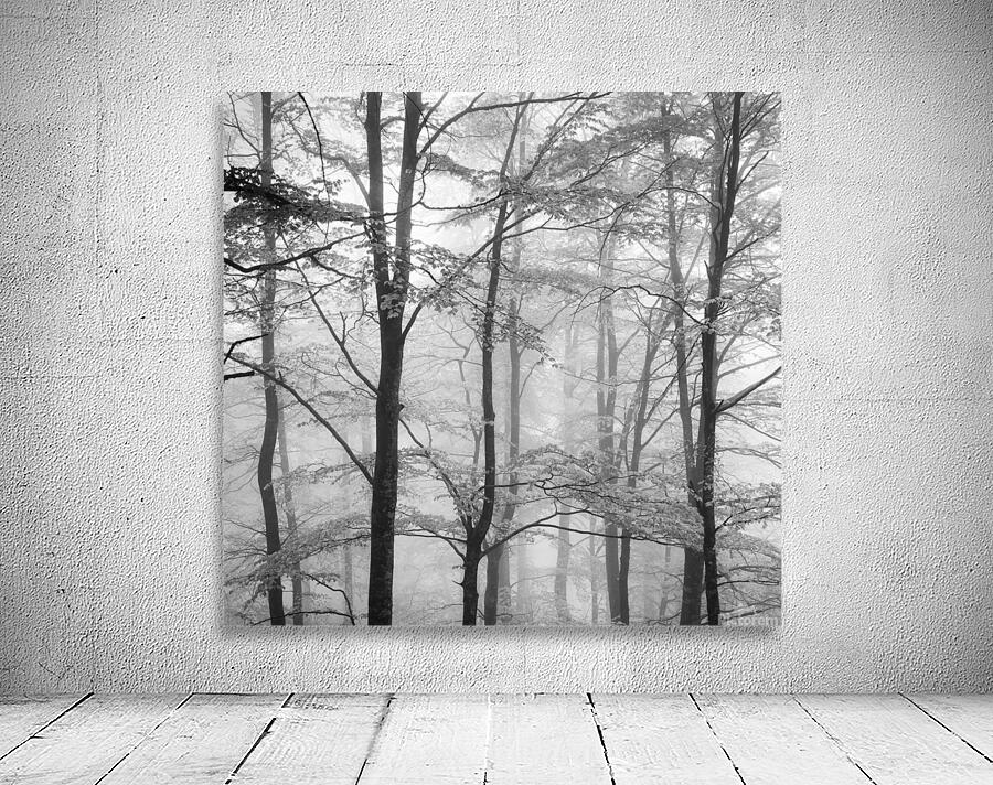 FORESTRY Wall Preview