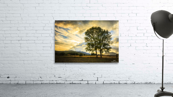 Tree and sky with clouds.  Wall Preview