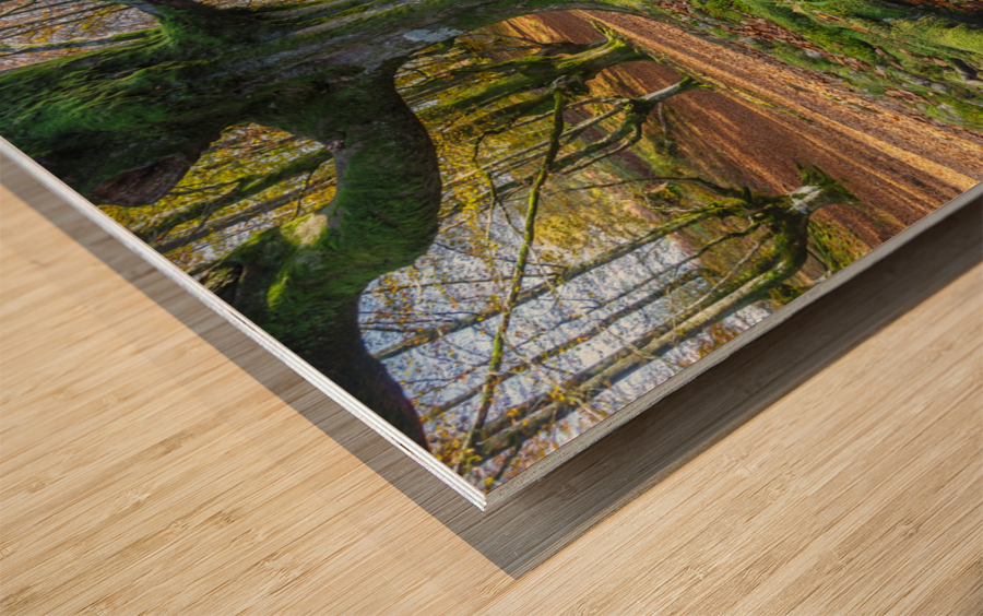 Otzarreta beechwood 04 Wood print