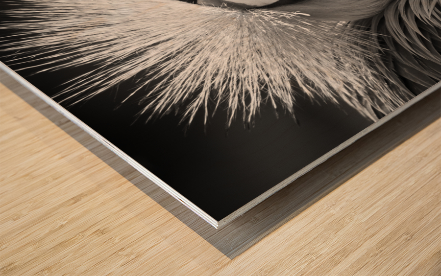 GREY CROWNED CRANE Wood print