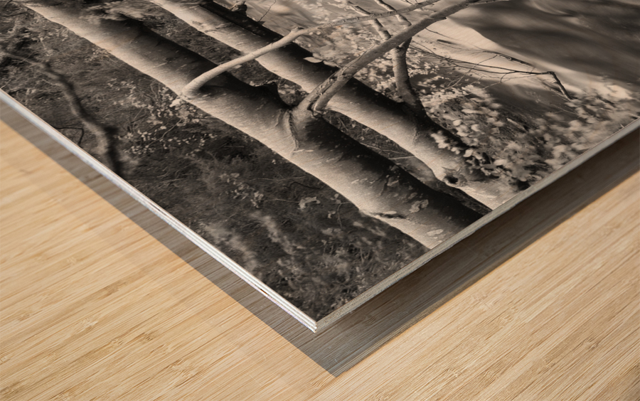 BAIAS RIVER Wood print
