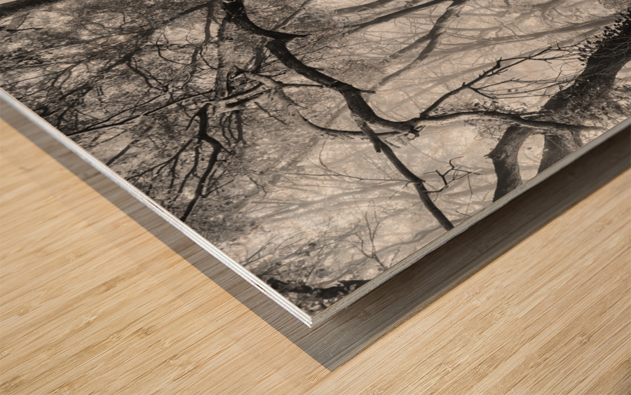 OAK GROVE Wood print
