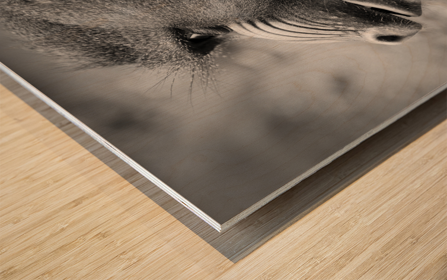 BABOON Wood print