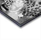 Leopard side profile  Acrylic print