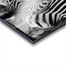 Stripey zebra  Acrylic print