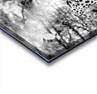 Leopard black and white Acrylic print