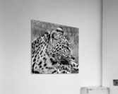 Leopard side profile  Acrylic Print