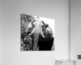 Elephant close up Acrylic Print