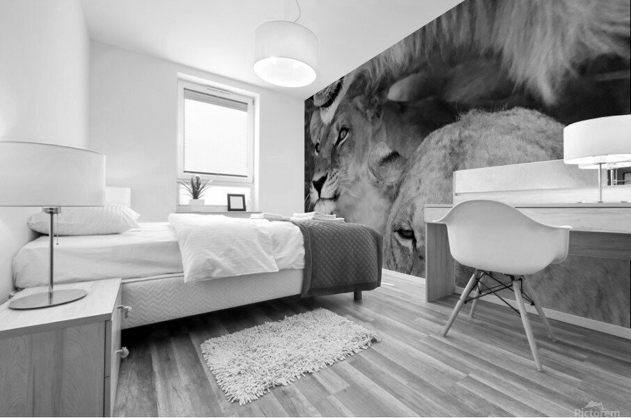 Three lions  Mural print